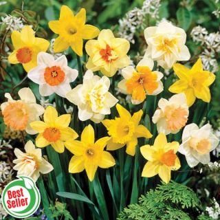 100 Days of Daffodils Thumbnail